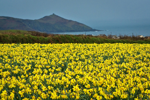 Cornwall_Daffodils.jpg