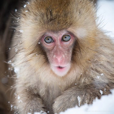 Snow Monkey