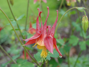Red and Yellow Columbine taken in Spring Missouri USA