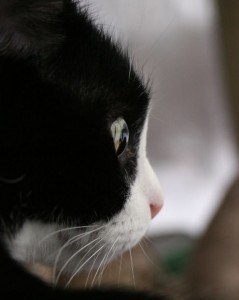 CSI_feline_style