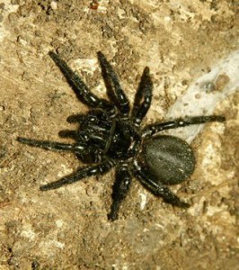 spider