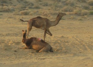 Desert2 Camel