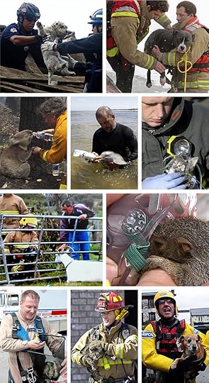 photo gallery: beautiful photos of animals being rescued