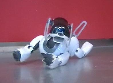 Aibo_pain