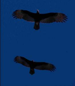 Vultures circling in the sky means death on the ground, and in a post-apocalyptic world, that can mean zombies too!