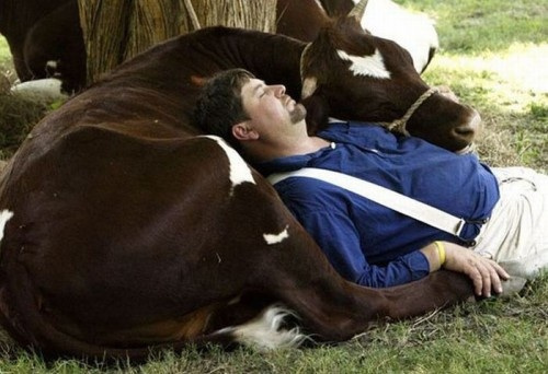 cow nap