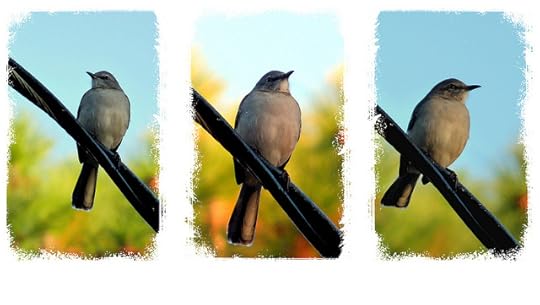 mockingbirds img by Chickens in the Trees (vns2009) via flickr *CC*