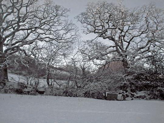 Snow upon tree, field, and gate