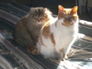 heat_stroke_in_cats