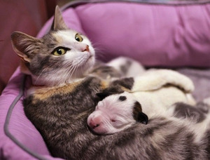 cat-nurses-pit-bull-puppy