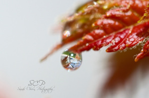 World within A World