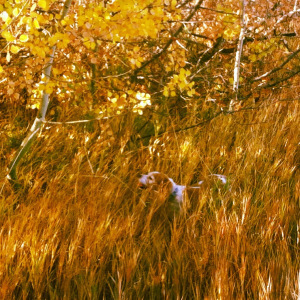Sunny Girl points a ruffed grouse. 