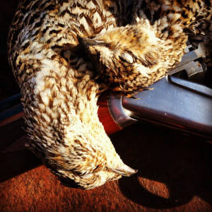 A nice brace of sharptail from the Royal Macnab. 