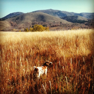 Misty pointing on the Royal Macnab. 