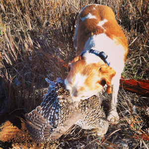 Sunny Girl makes a nice retrieve