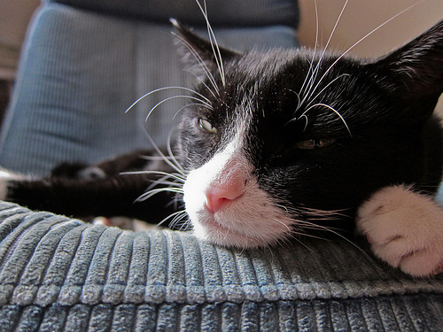 black and white cat sleeping