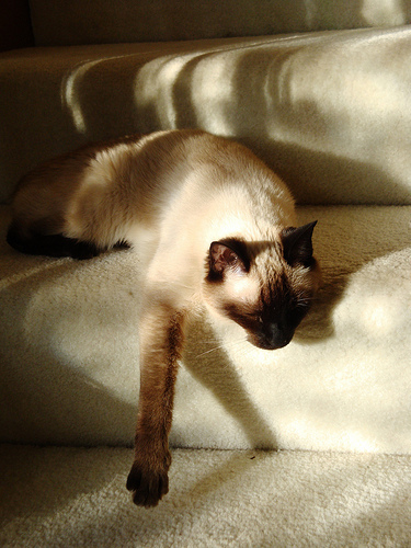 Seren On Stairs