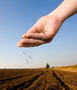 seeds of peace