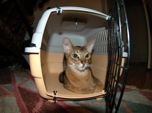 emergency_preparedness_for_cats