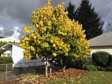 Photo by Dave Barmon