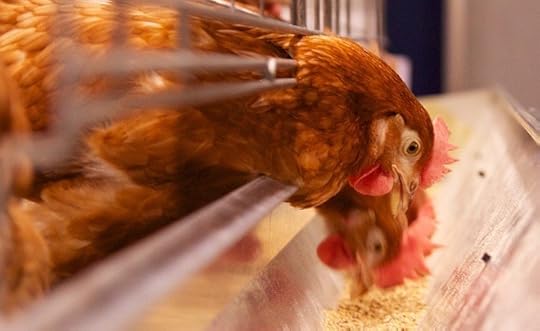 How Do You Know Which Chicken to Buy? This Kickstarter Might Help.