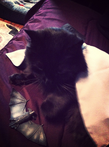 Goth Cat dressup