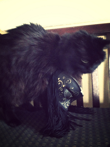 Attempt #100294 to get the cat to wear the Venetian mask