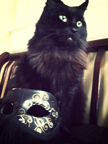 Cats don't want to wear masks