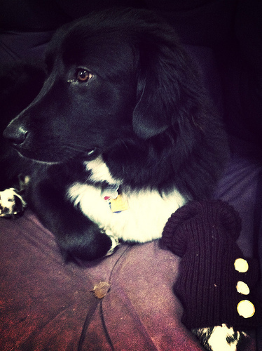 Legwarmers with kicky clock buttons