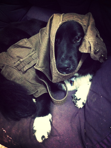 Trying to get him into a waistcoat went about as well as you'd expect.