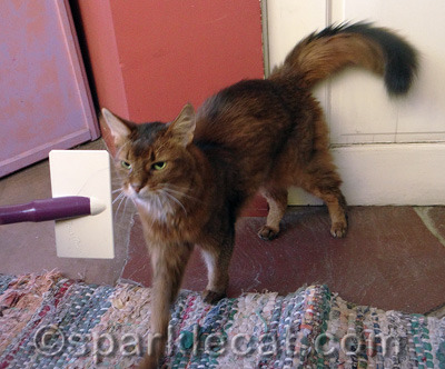 My human needs to catch me running on video as proof!