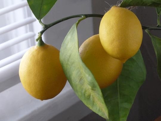lemon-tree