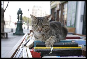 Shakespeare Bookshop opposite Notre Dame