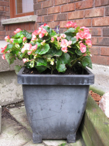 Begonias and Something with Purple Flowers. My only planting of annuals.