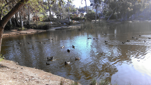 The ducks and the pond