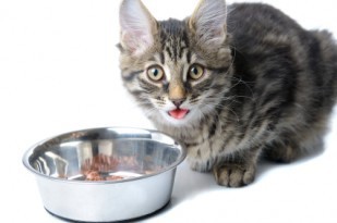 benefits_of_digestive_enzymes_for_cats