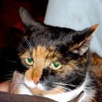 Glowering Calico
