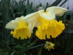 Daffodils
