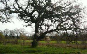 valley oak with mustard