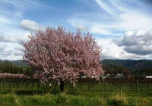 Cherry tree in bloom