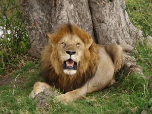800px-Lion_in_masai_mara