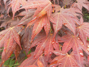 SAMSUNG DIGITAL CAMERA