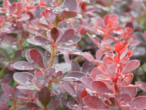 SAMSUNG DIGITAL CAMERA