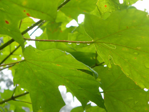 SAMSUNG DIGITAL CAMERA