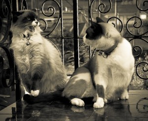 non_recognition_aggression_in_cats