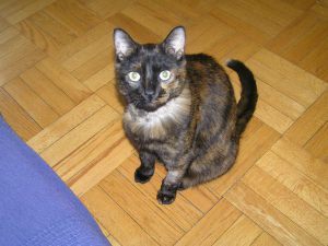 OLYMPUS DIGITAL CAMERA