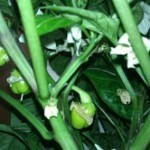 peppersjanuary
