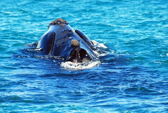 Southern right whale, Peninsula Valdes, Argentina