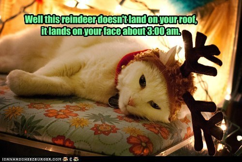 photo of a cat with reindeer antlers on its head