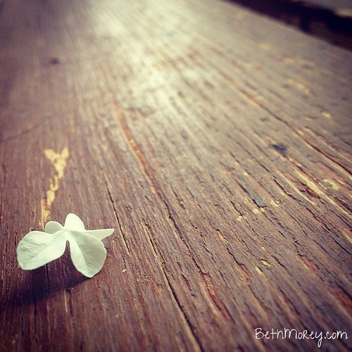 tiny white flower on deck
